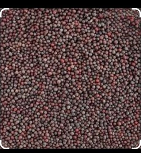 High Quality Black Mustard Seeds 100 % Natural And Pure 