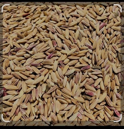 Naturally Grown And Sorted Brown Paddy Seeds, 1 Kilogram Packaging Size 