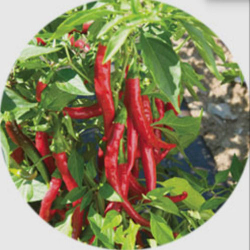 Elongated Best Ever Natural Red Colored Spicy Dry Red Chilli 