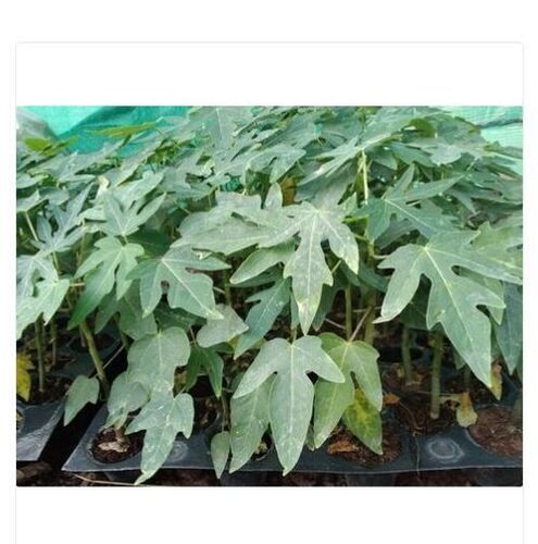 2.5 Feet Long Green Papaya Plant For Plantation With 12 Days Shelf Life Size: 2.5Feet