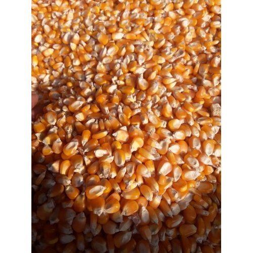 High Protein Fiber Nutritious Healthy Hybrid Maize Seeds 