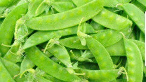 Elongated Healthy And Tasty Green Snow Peas