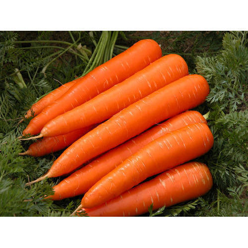 Indian Origin Naturally Grown Farm Fresh Orange Carrot