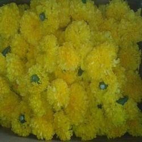 100 % Organic Yellow Marigold Flower For Worship Tradition Occasion Decoration