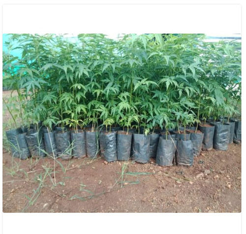 12 Feet Green Malabar Neem Plant For Plantation With 12 Feet Size