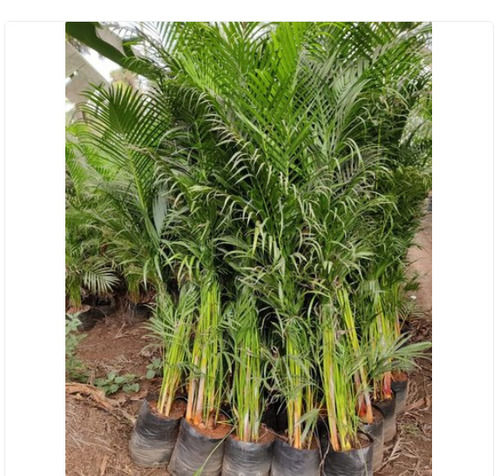 3.5 Feet Green Areca Palm Plant For Garden With 1 Year Shelf Life