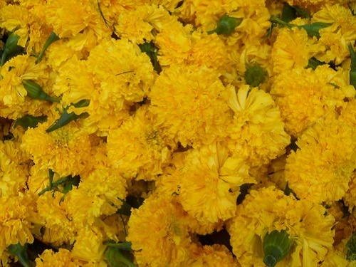 Good And Fresh Quality Yellow Marigold Flower For Worship Tradition Occasion Decoration Shelf Life: 2-3 Days