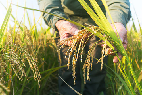 Brown Paddy Rice With 12 Months Shelf Life And 100% Purity, Medium Grains