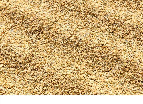 Pure And Natural Medium Grain Delicious Taste Organic Yellow Paddy Rice