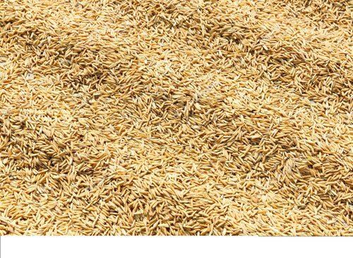 Pure And Natural Medium Grain Delicious Taste Organic Yellow Paddy Rice Admixture (%): 2%