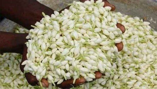 White Fresh Decoration Jasmine Flower For Worship Tradition Occasion Decoration