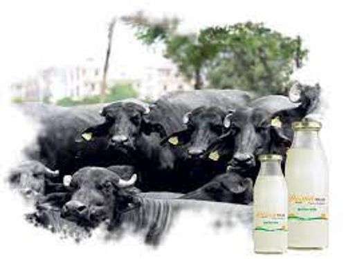 High Nutritional Protein Minerals And Vitamins Buffalo Milk 