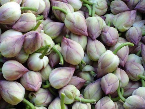 Organic Fresh Lotus Flower For Worship Tradition Occasion Decoration