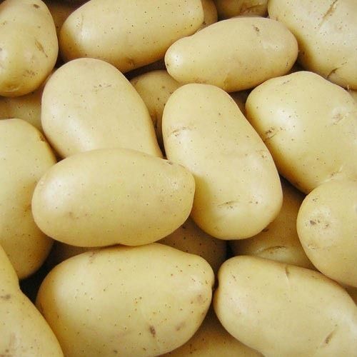 Fresh Oval Brown Potato