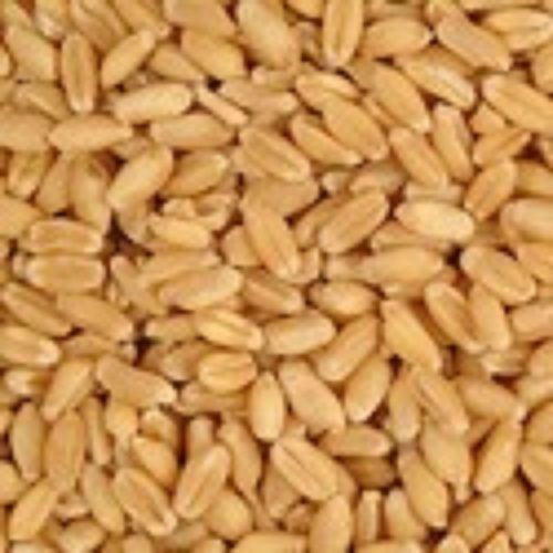 High Nutrients And Minerals Values Pure Wheat Grain