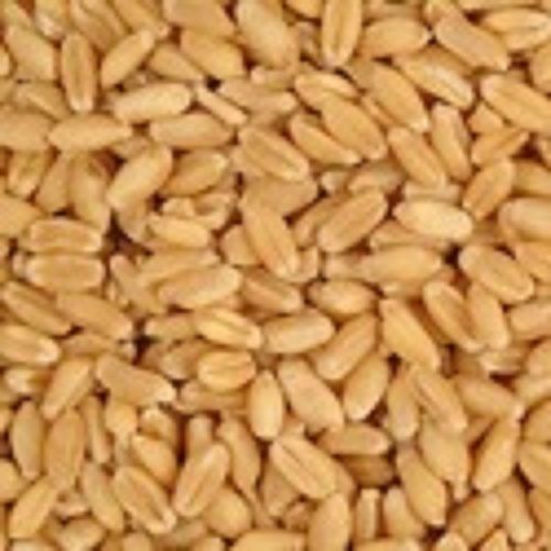 Brown Best Quality 100% Pure Wheat Grain With High Nutrients And Minerals Values