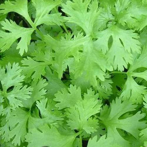 A Grade Dehydrated Coriander Leaves For Fragrant Food And Serving In Meals