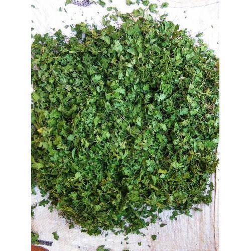 Coriander Leaves For Fragrant Food Long Time. And Serving In Meals