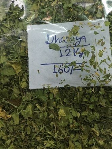 Green Nagaur Rajasthan Dry Dried Coriander Leaves For Fragrant Food And Serving In Meals