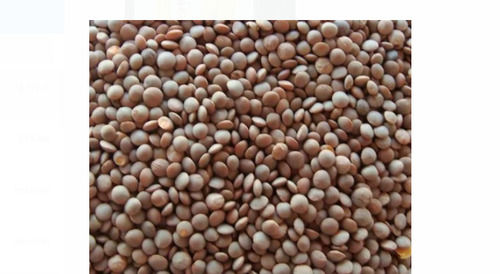 1 Kg Brown Fresh Sabut Masoor Dal Used For Cooking Admixture (%): 5%