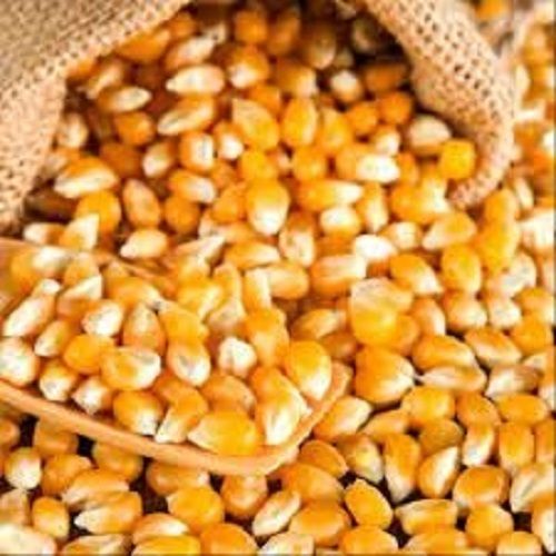 100% Pure Yellow Synergistic Whole Sweet Corn Seed With Shelf Life 6 Months Grade: A