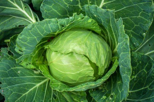 Delicious And Healthy Great Source Of Vitamins C Organic Fresh Green Cabbage