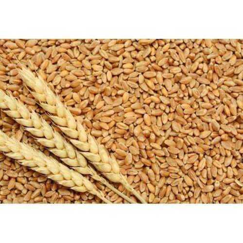 Brown Impurity Free Pure And Natural Wheat Grain With Nutritious Values