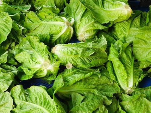 100% Fresh Iceberg Lettuce For Vegetables