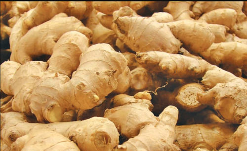 100 Percent Pure And Natural Hygienically Packed A Grade Fresh Ginger For Tea