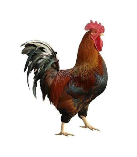 Brown Brow Live Chicken, Breed Derbyshire Redcap Weight 1.8 Kg For Poultry Farming 