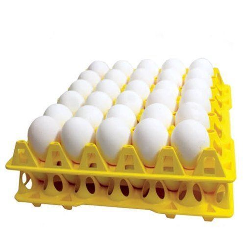 Extremely Demanded The Nutrition Source High In Quality Protein Eggs 