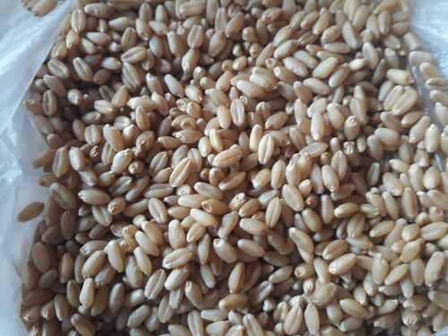Good Source Of Fiber With High Protein Cultivated Pure Wheat Grains Seeds