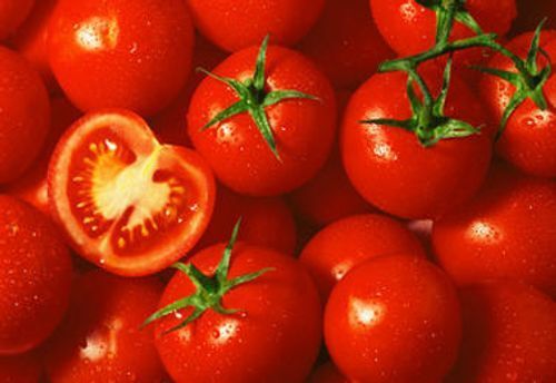 High Quality Nutritious Hybrid Fresh Tomatoes