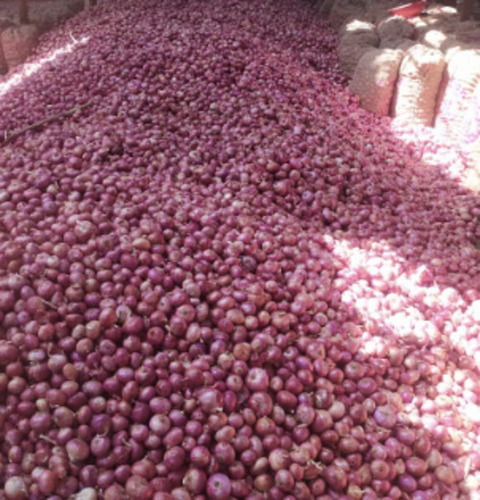 Size 55 Mm Carbohydrates 3% A Grade Farm Fresh Round Red Onion