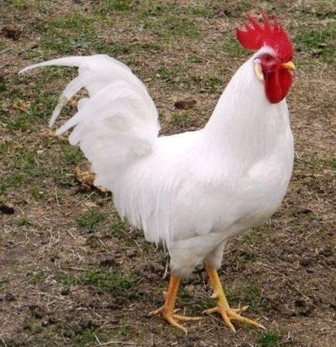 White Live Chicken, Breed Cockrail Weight 1.5 Kg For Poultry Farming 