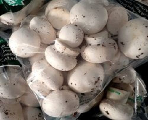 100 Percent Natural White Fresh Good For Health Nutritional Button Mushroom