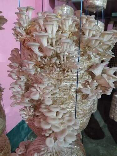 Fresh And Organic Dried Oyster Mushroom For Cooking(No Artificial Flavour)