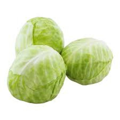 Round Fresh And Healthy Locally Grown Green Cabbage With Lower Risk Of Heart Disease