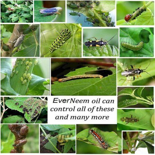 Insects Controlling And Fungus Killer Yellow Ever Neem - Neem Oil