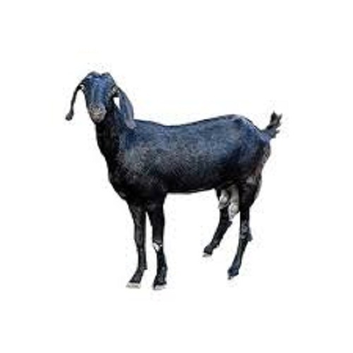 Nutrition Enriched 100 Percent Healthy Black Unisex Osmanabadi Goat