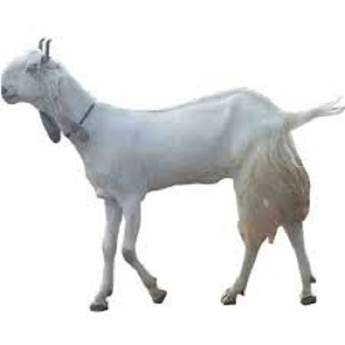 Unisex Nutrition Enriched 100 Percent Healthy White Male Beetal Goat