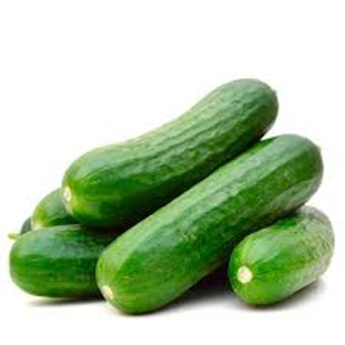 Refreshing Flavor Fresh & Healthy Long Green Cucumber 