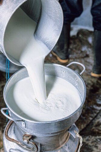  100 प्रतिशत ताजा प्राकृतिक और स्वस्थ कैल्शियम प्रोटीन से भरपूर सफेद गाय का दूध