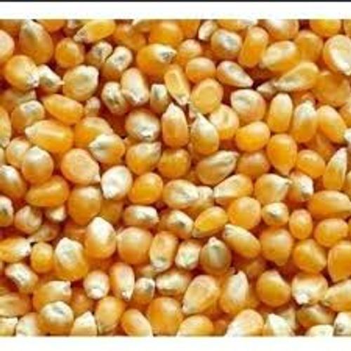 Fresh And Crunchy Butterfly Popcorn Maize Raw Corn Seeds