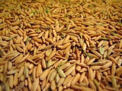 Moisture 12 Percent Free From Impurities Full Complement Of Amino Acids Paddy Rice Seeds