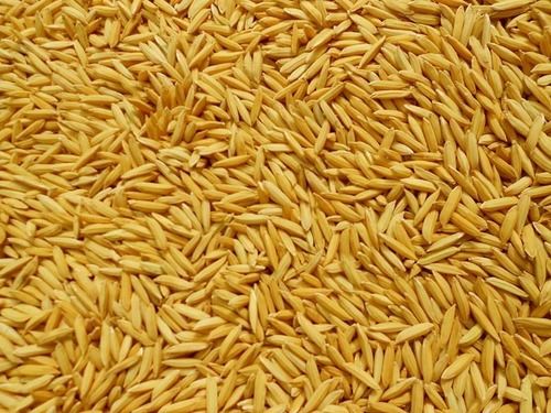Moisture 12 Percent Free From Impurities Organic Natural Golden Paddy Rice Seeds