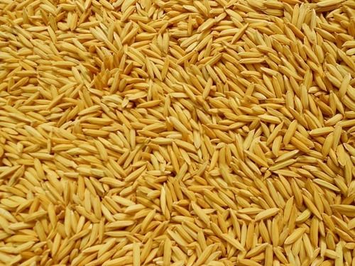 Brown Moisture 12 Percent Free From Impurities Organic Natural Golden Paddy Rice Seeds