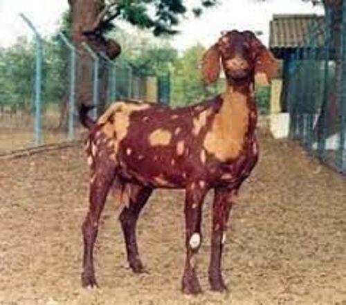 Nutrition Enriched 100 Percent Healthy Brown Sirohi Goat