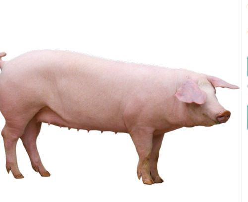 Brown Farm Pig, Used For Meat In Houses And Restaurant, In Female Gender 