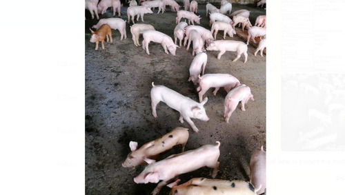 Healthy Piglet, Used For Meat In Houses And Restaurant